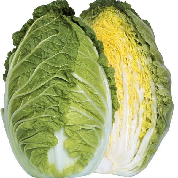 種 野菜たね ハクサイ F1グルメ白菜65 1袋（2ml）