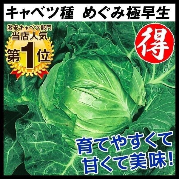 種 野菜たね キャベツ めぐみ極早生 1袋（3ml）