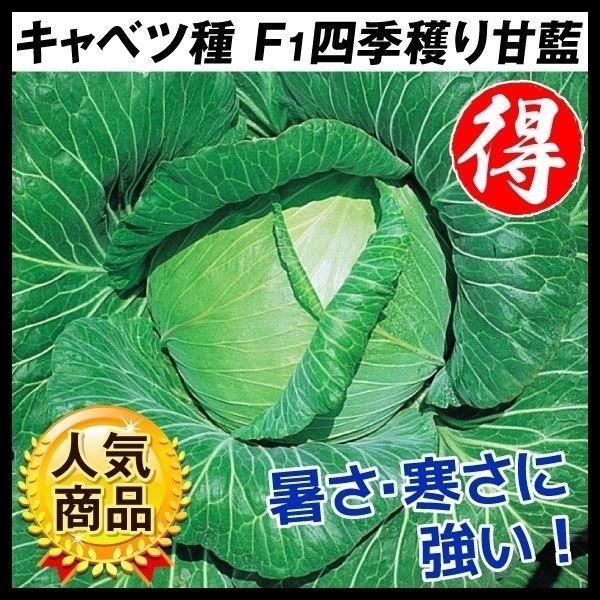 種 野菜たね キャベツ F1四季穫り甘藍 1袋（1ml）
