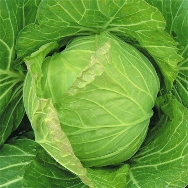 種 野菜たね キャベツ 富士早生甘藍 1袋（2ml）