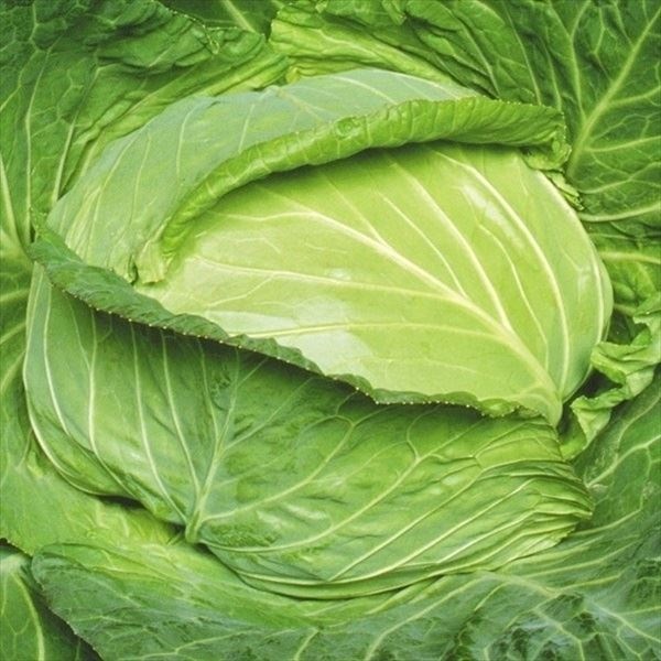 種 野菜たね キャベツ F1春新 1袋（1ml）
