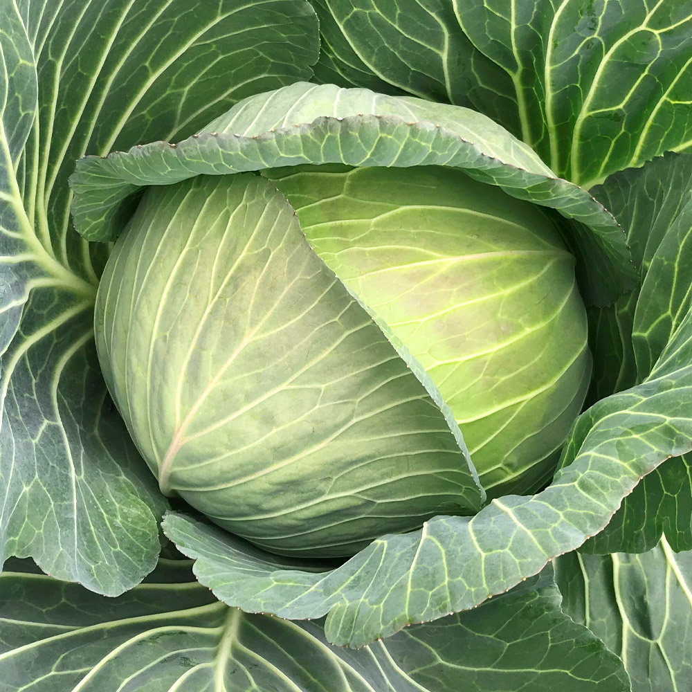 種 野菜たね キャベツ F1松波 1袋（0.5ml）