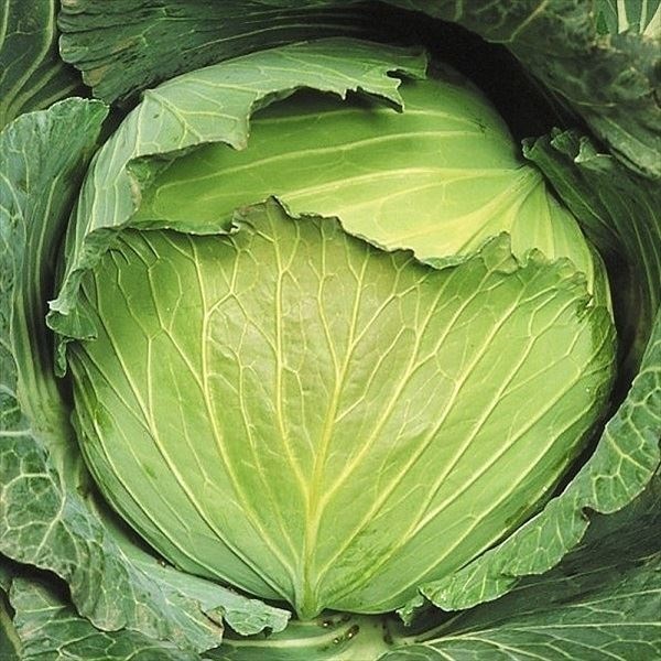 種 野菜たね キャベツ F1冬霧 1袋（2ml）