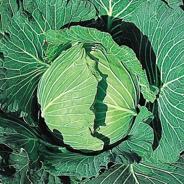 種 野菜たね キャベツ F1雪中甘藍 1袋（1ml）