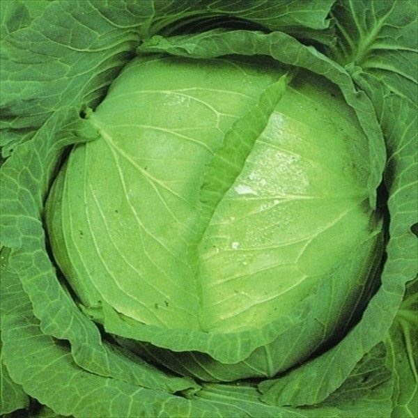 種 野菜たね キャベツ 黒葉サクセッション甘藍 1袋（1ml）