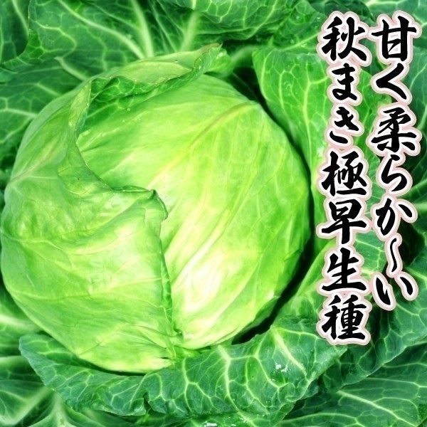 種 野菜たね キャベツ F1春達磨 1袋（1ml）