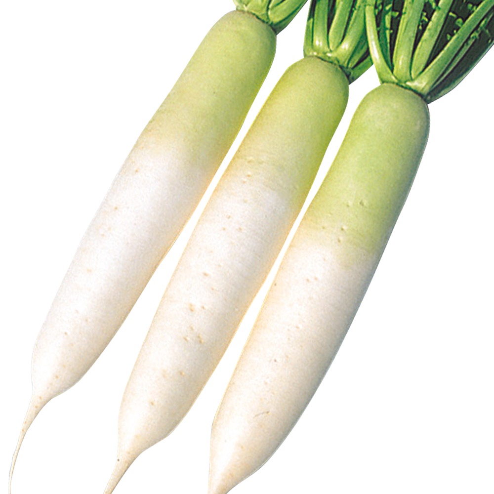 種 野菜たね ダイコン F1強健総太り大根 1袋（4ml）