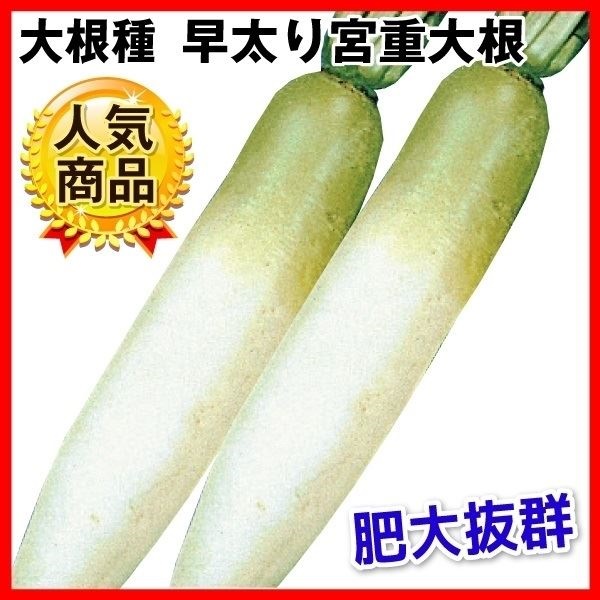 種 野菜たね ダイコン 早太り宮重大根 1袋（10ml）