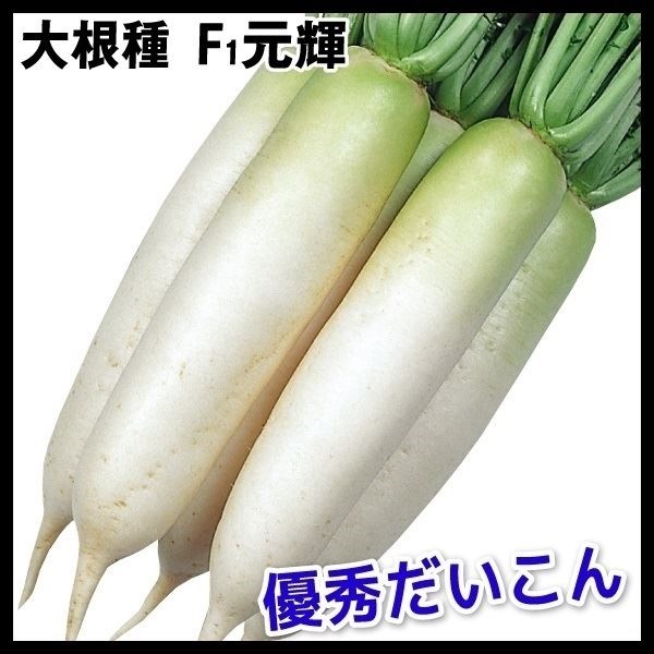 種 野菜たね ダイコン F1元輝 1袋（8ml）