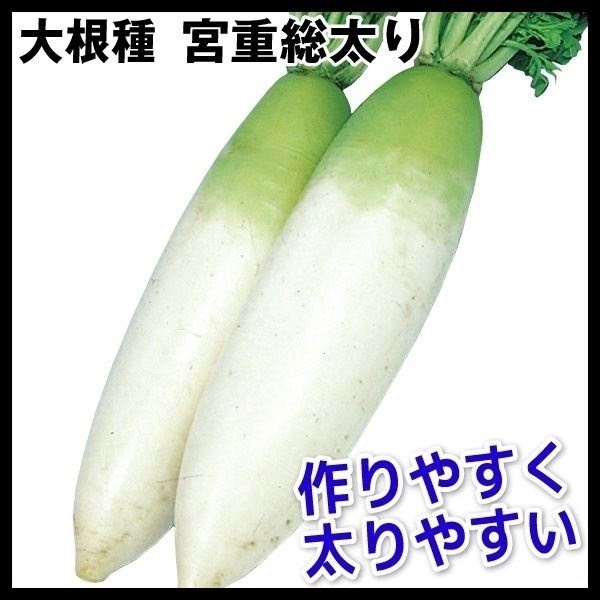 種 野菜たね ダイコン 宮重総太り 1袋（10ml）
