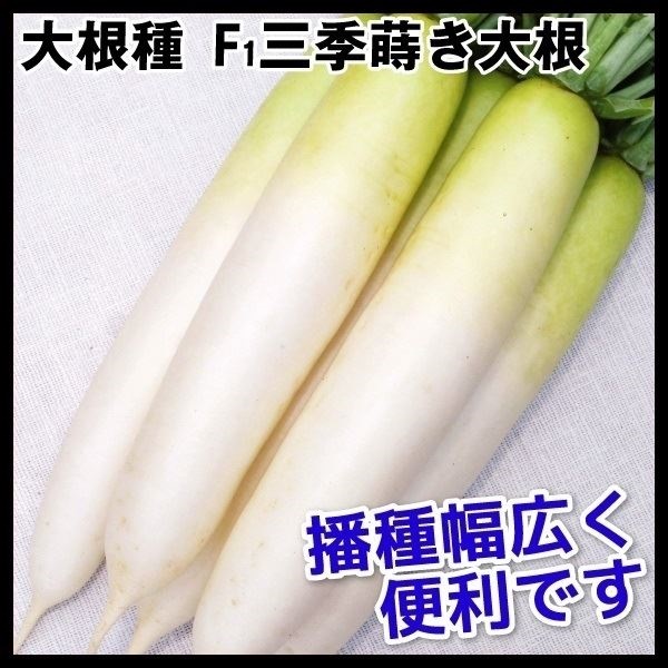 種 野菜たね ダイコン F1三季蒔き大根 1袋（3ml）