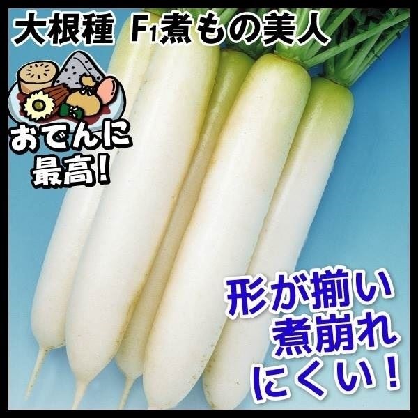 種 野菜たね ダイコン F1煮もの美人 1袋（3ml）