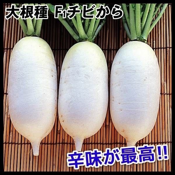 種 野菜たね ダイコン F1チビから 1袋（2ml）