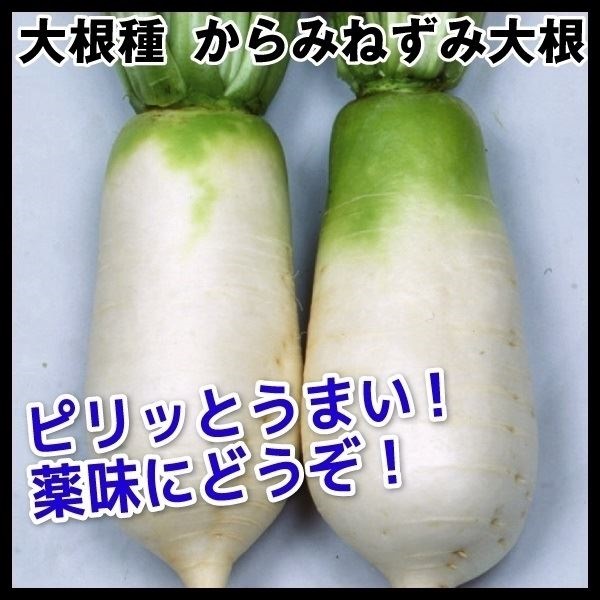 種 野菜たね ダイコン からみねずみ大根 1袋（2ml）
