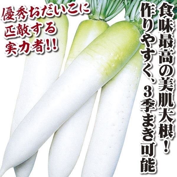 種 野菜たね ダイコン F1宮錦 1袋（3ml）
