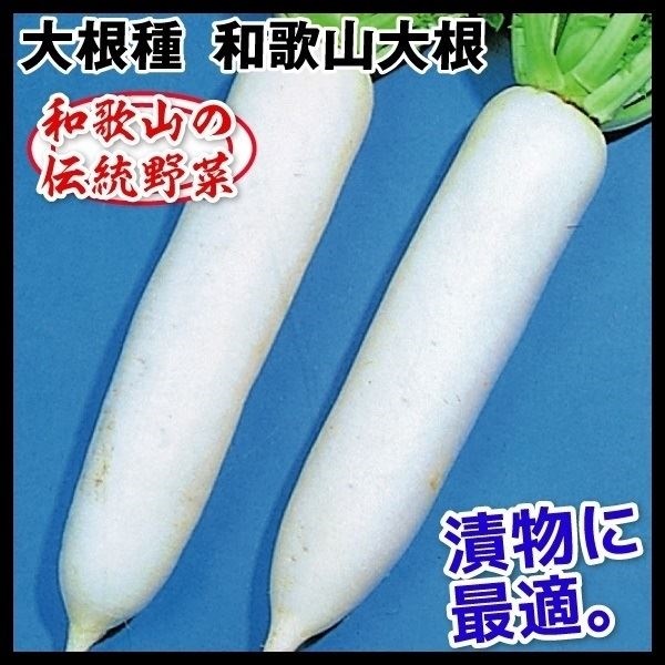 種 野菜たね ダイコン 和歌山大根 1袋（8ml）