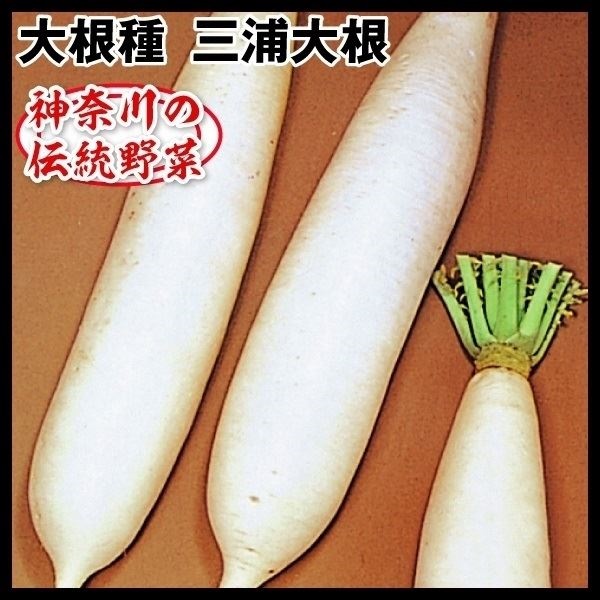 種 野菜たね ダイコン 三浦大根 1袋（8ml）