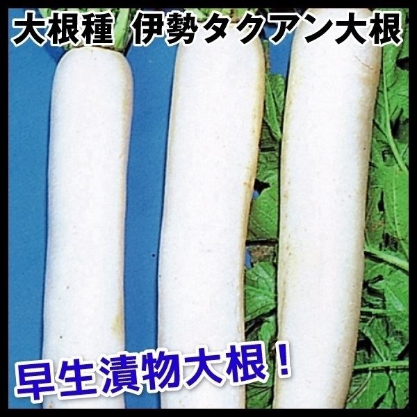 種 野菜たね ダイコン 伊勢タクアン大根 1袋（10ml）