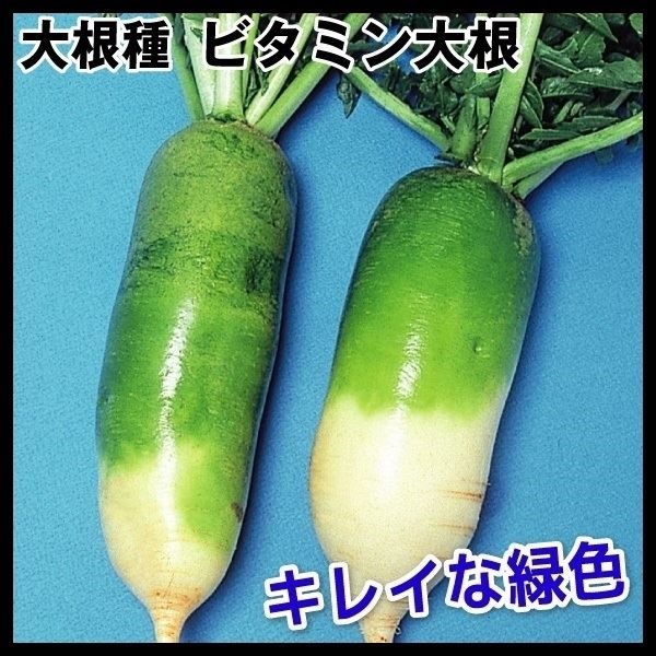 種 野菜たね ダイコン ビタミン大根 1袋（10ml）