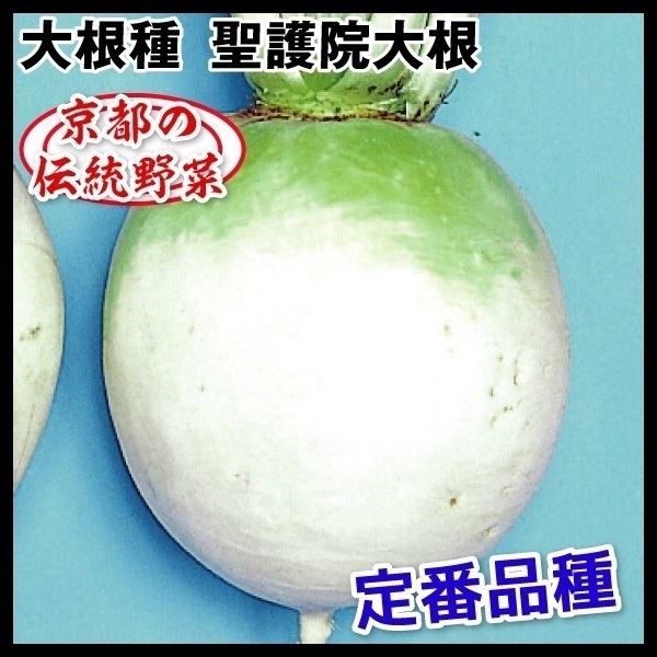 種 野菜たね ダイコン 聖護院大根 1袋（15ml）