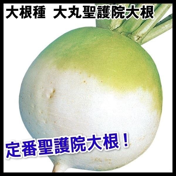 種 野菜たね ダイコン 大丸聖護院大根 1袋（10ml）
