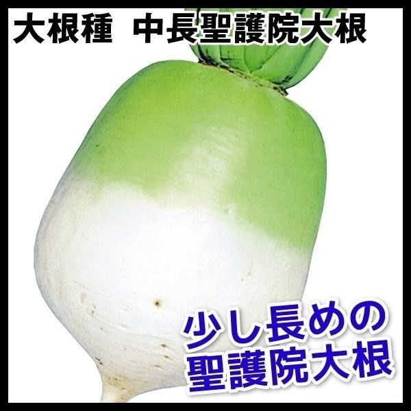 種 野菜たね ダイコン 中長聖護院大根 1袋（10ml）