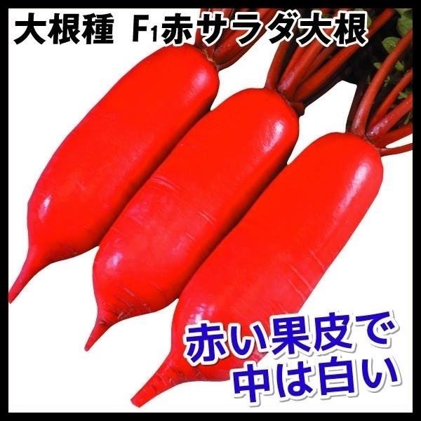 種 野菜たね ダイコン F1赤サラダ大根 1袋（1ml）