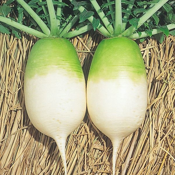 種 野菜たね ダイコン 打木源助2号大根 1袋（8ml）