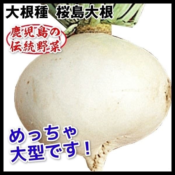 種 野菜たね ダイコン 桜島大根 1袋（10ml）