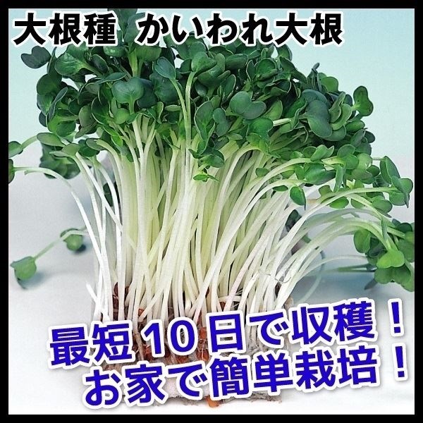 種 野菜たね ダイコン かいわれ大根 1袋（35ml）