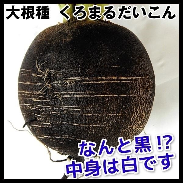 種 野菜たね ダイコン くろまるだいこん 1袋（3ml）