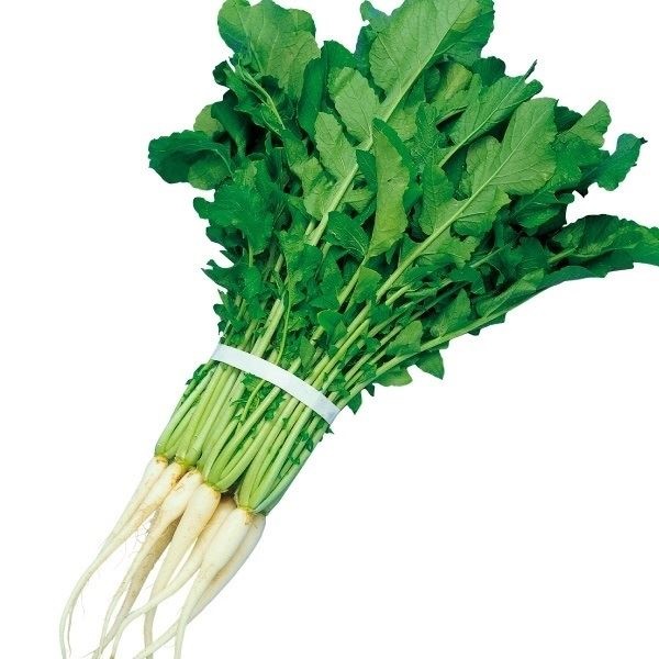 種 野菜たね ダイコン やわらか葉大根 1袋（8ml）
