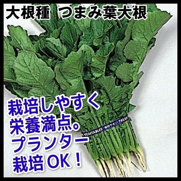 種 野菜たね ダイコン つまみ葉大根 1袋（10ml）