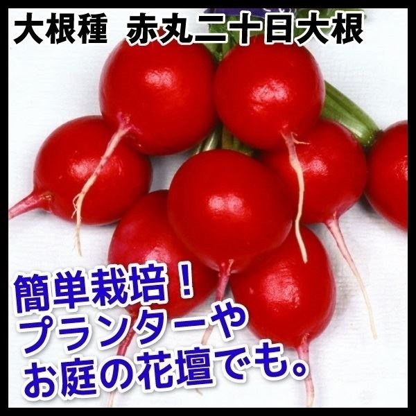 種 野菜たね ダイコン 赤丸二十日大根 1袋（8ml）