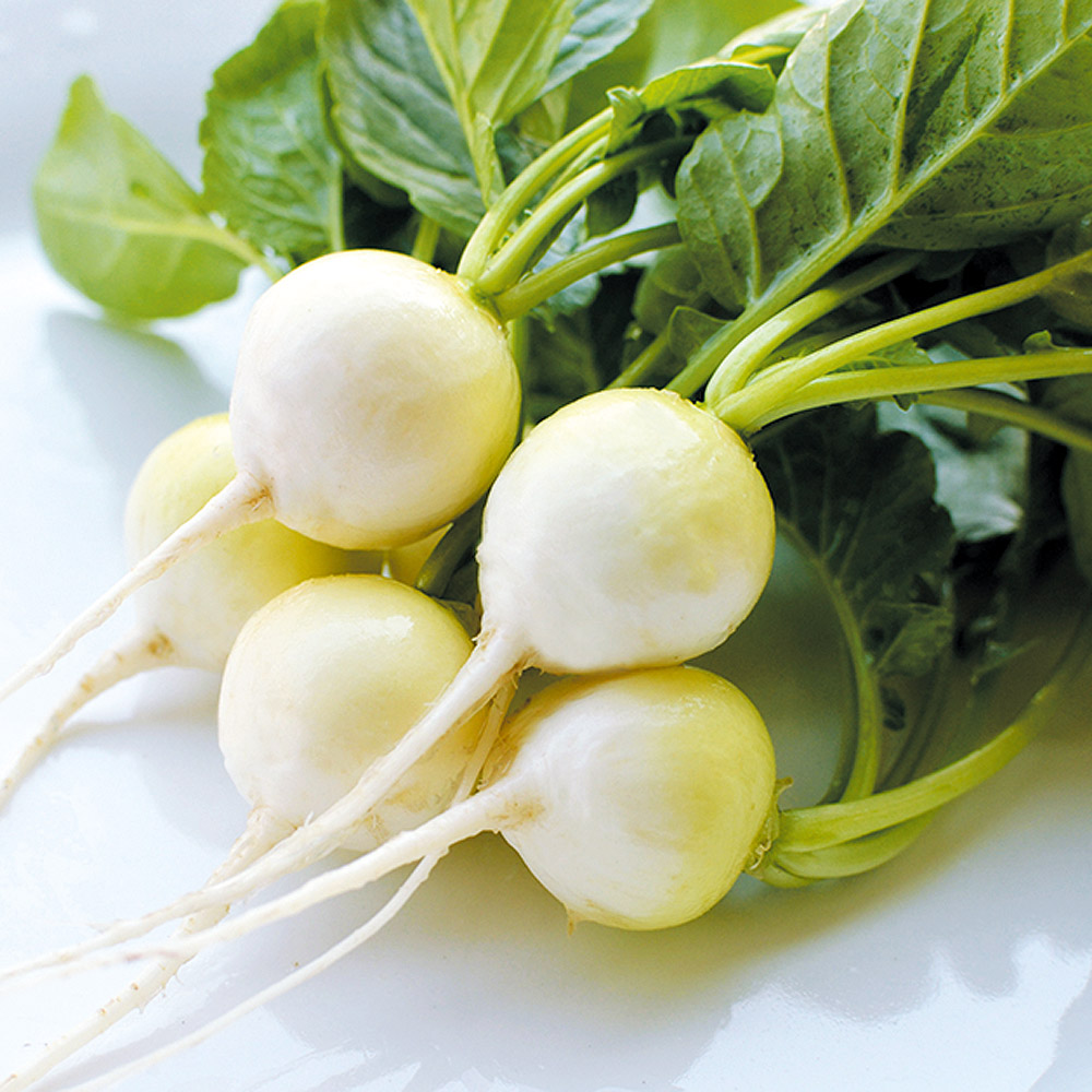 種 野菜たね ダイコン 白丸二十日大根 1袋（2ml）