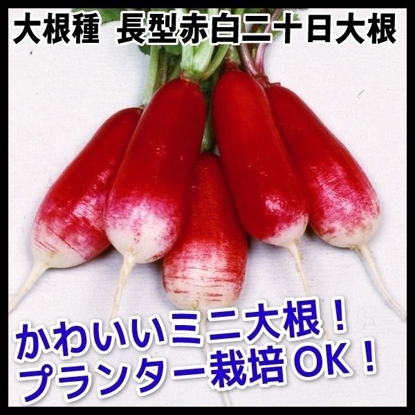 種 野菜たね ダイコン 長型赤白二十日大根 1袋（8ml）