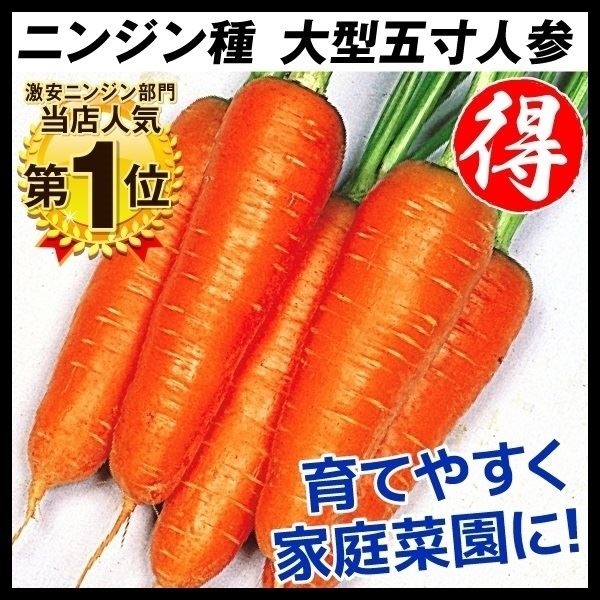 種 野菜たね ニンジン 大型五寸人参 1袋（8ml）