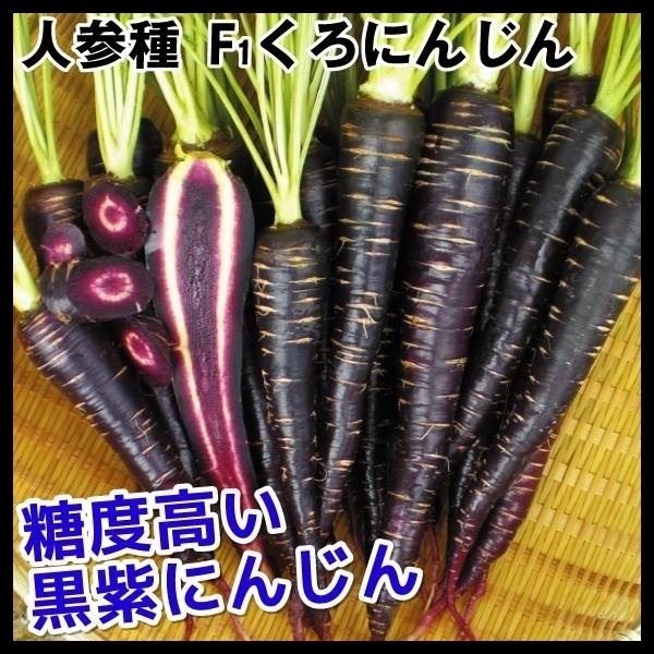 種 野菜たね ニンジン F1くろにんじん 1袋（コート種子 50粒）
