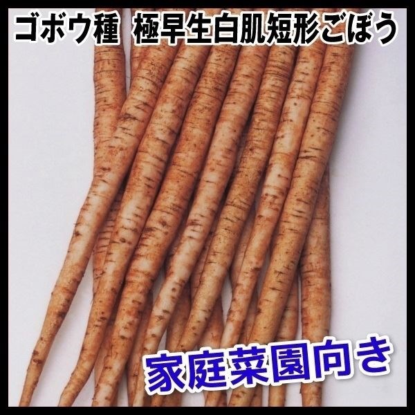 種 野菜たね ゴボウ 極早生白肌短形ごぼう 1袋（10ml）