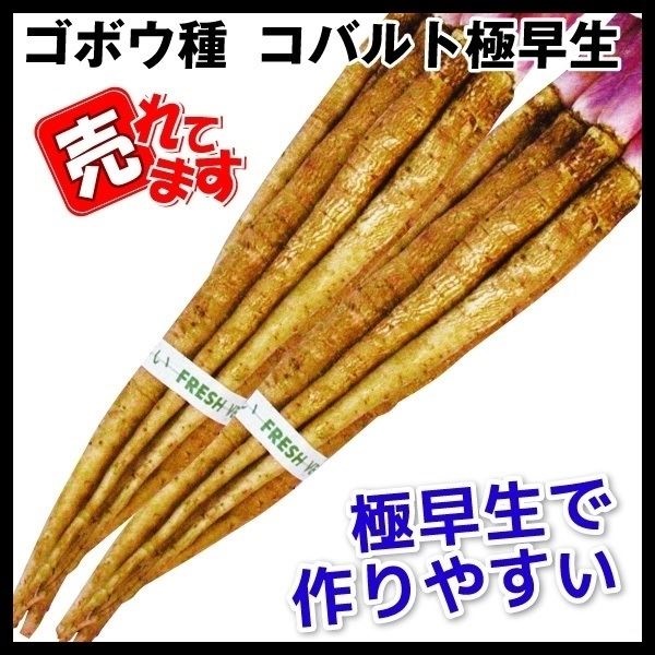 種 野菜たね ゴボウ コバルト極早生 1袋（8ml）