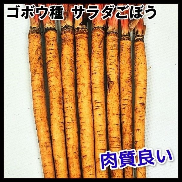 種 野菜たね ゴボウ サラダごぼう 1袋（8ml）