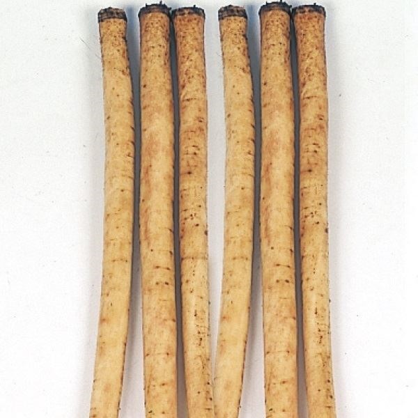 種 野菜たね ゴボウ 渡辺早生ごぼう 1袋（5ml）