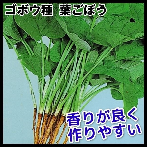 種 野菜たね ゴボウ 葉ごぼう 1袋（5ml）