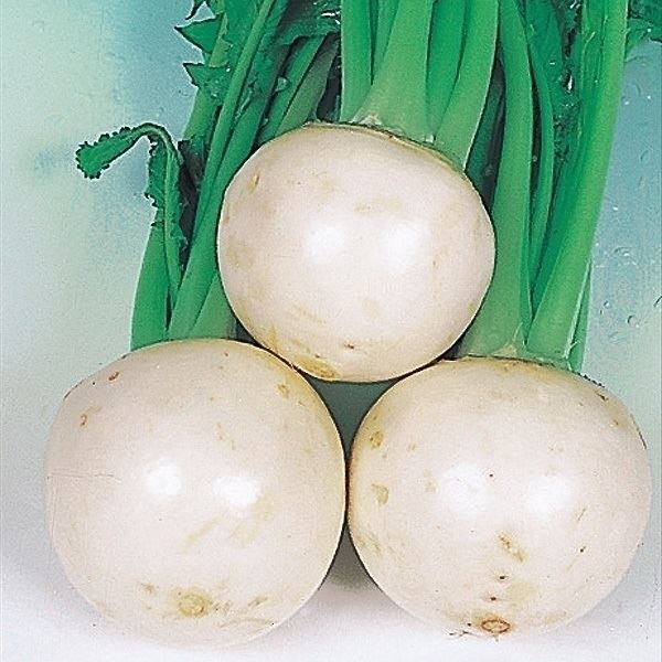 種 野菜たね カブ 金町小かぶ 1袋（10ml）