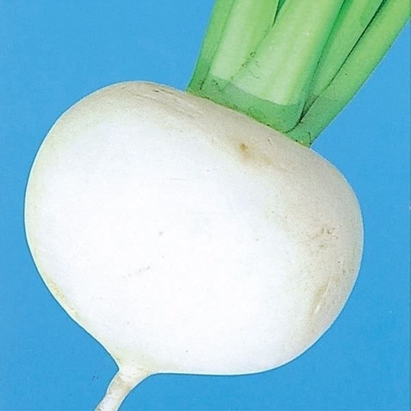 種 野菜たね カブ 改良富山かぶ 1袋（10ml）