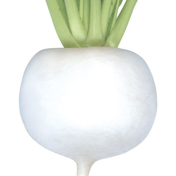 種 野菜たね カブ F1改良早生聖護院かぶ 1袋（1ml）