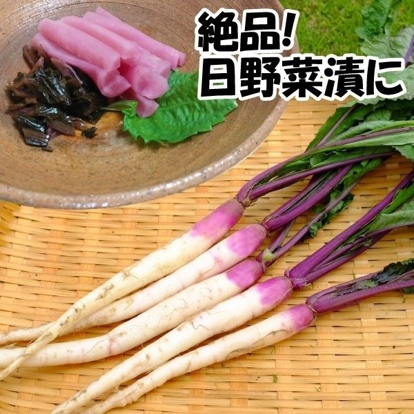 種 野菜たね カブ 日野菜かぶ 1袋（10ml）