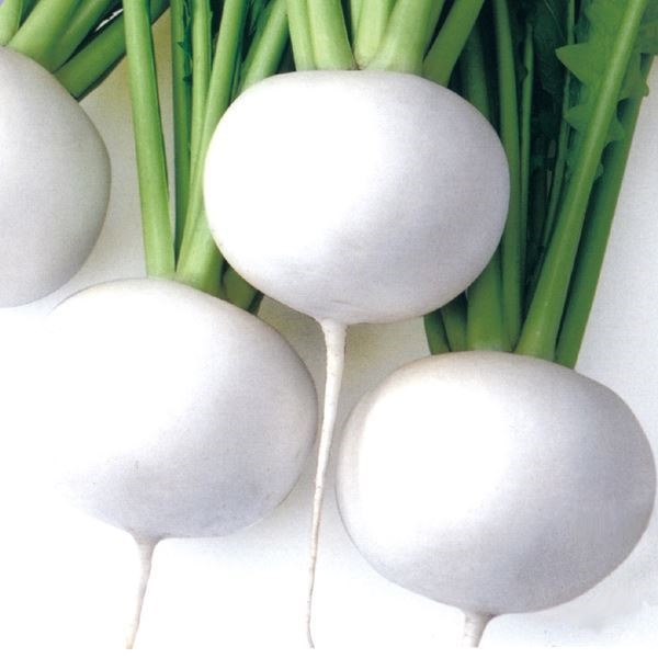 種 野菜たね カブ F1中大カブ 1袋（1ml）
