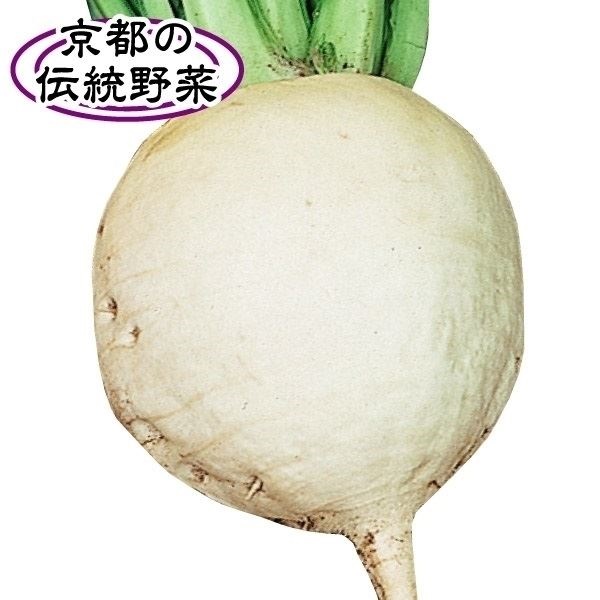種 野菜たね カブ 聖護院大かぶ 1袋（10ml）