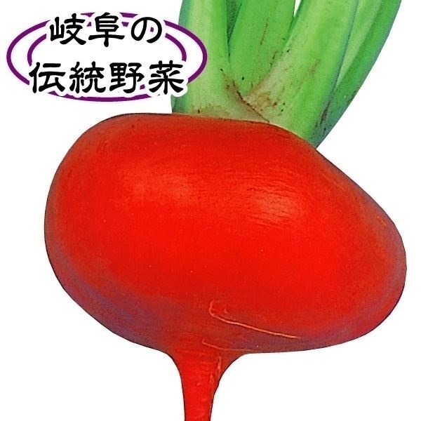種 野菜たね カブ 飛騨紅かぶ 1袋（10ml）